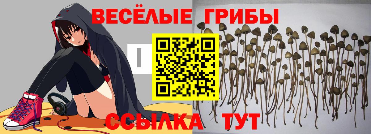 Кузнецк  Псилоцибиновые грибы MAGIC MUSHROOMS  Вход с VPN 